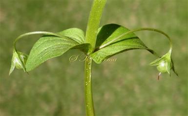  Young Fruits